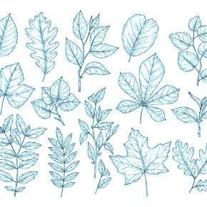 Раскраски Осенний листопад Раскраски Осенний листопад