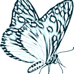 Раскраски Бабочки Раскраски Бабочки