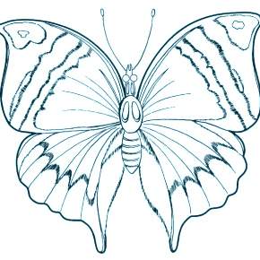 Раскраски Бабочки Раскраски Бабочки