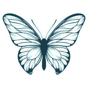 Раскраски Бабочки Раскраски Бабочки