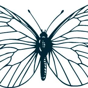 Раскраски Бабочки Раскраски Бабочки