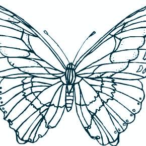Раскраски Бабочки Раскраски Бабочки
