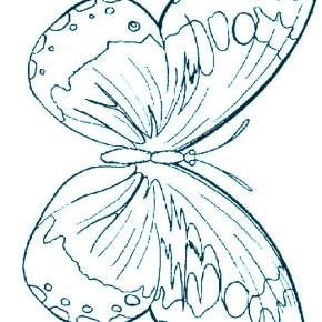 Раскраски Бабочки Раскраски Бабочки