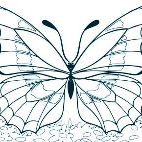 Раскраски Бабочки Раскраски Бабочки