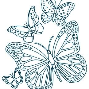Раскраски Бабочки Раскраски Бабочки