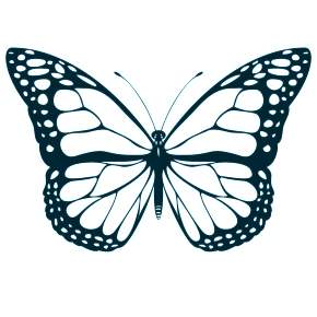 Раскраски Бабочки Раскраски Бабочки