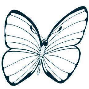 Раскраски Бабочки Раскраски Бабочки